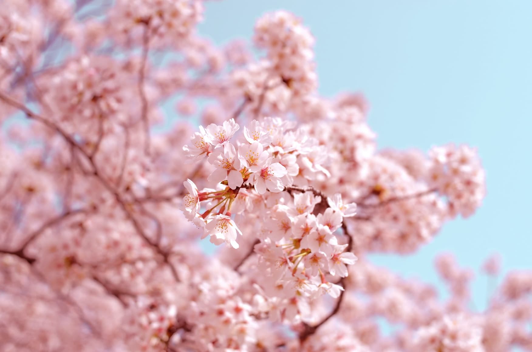 cherryBlossomPic